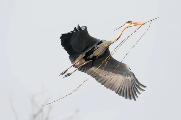 Zbliżanie Się Czapli Szarej Ardea Cinerea Materiałem Gniazdowania Hesja Niemcy — Zdjęcie stockowe