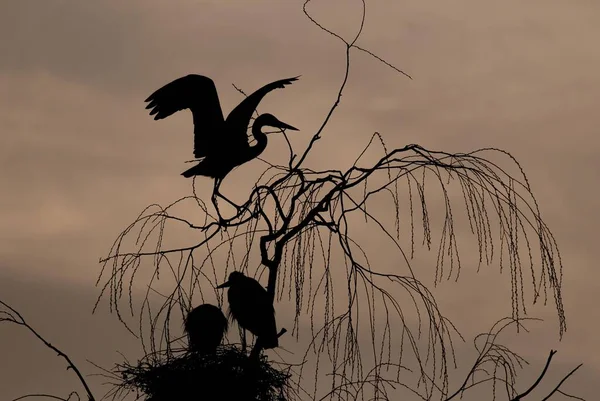 Garças Cinzentas Ardea Cinerea Seu Ninho Amanhecer Retroiluminadas — Fotografia de Stock