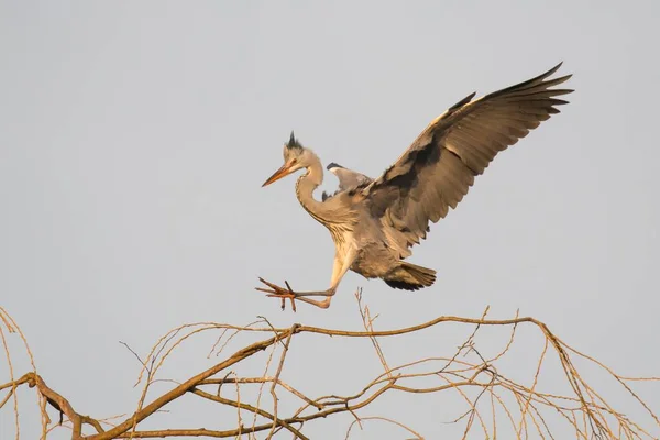 Czapla Szara Ardea Cinerea Zbliża Się Drzewa Skrzydła Rozpościerają Się — Zdjęcie stockowe