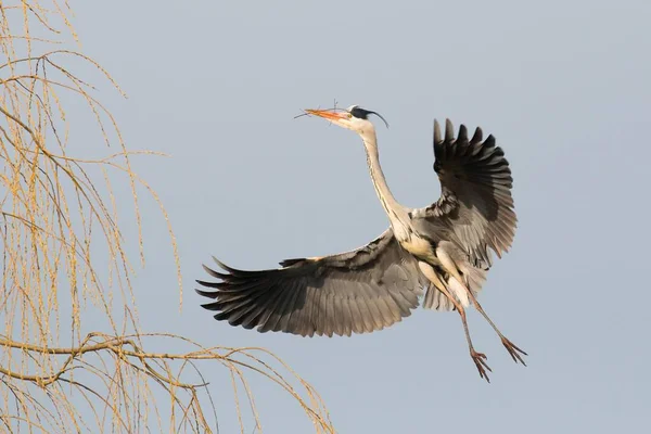 Czapla Szara Ardea Cinerea Zbliża Się Gniazda Materiałem Gniazdowania Hesja — Zdjęcie stockowe