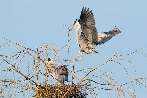 Czapla Szara Ardea Cinerea Zbliża Się Gniazda Materiałem Gniazdowania Dolna — Zdjęcie stockowe