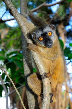 Common brown lemur (Eulemur fulvus mayottensis), Mayotte, Africa clipart