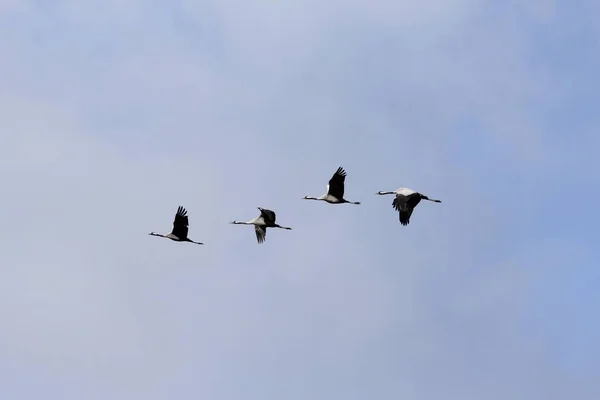 Common Cranes Grus Grus Flight Mecklenburg Western Pomerania Germany Europe — Stock fotografie