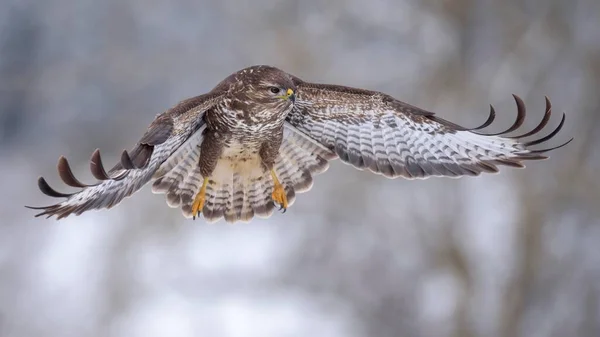 Burung Buzzard Megah Habitat Alami — Stok Foto