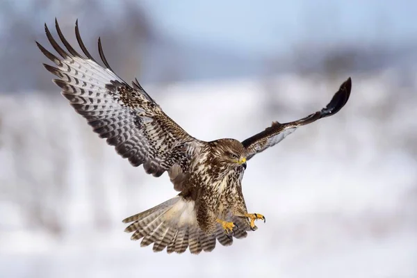 Majestätisk Vråk Fågel Naturlig Livsmiljö — Stockfoto