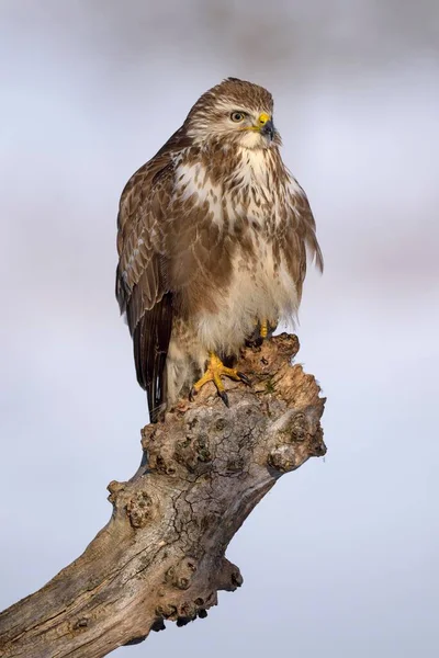 Величний Бурхливий Птах Природному Середовищі — стокове фото