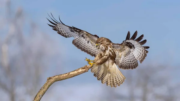 Majestueuze Buizerd Vogel Natuurlijke Habitat — Stockfoto