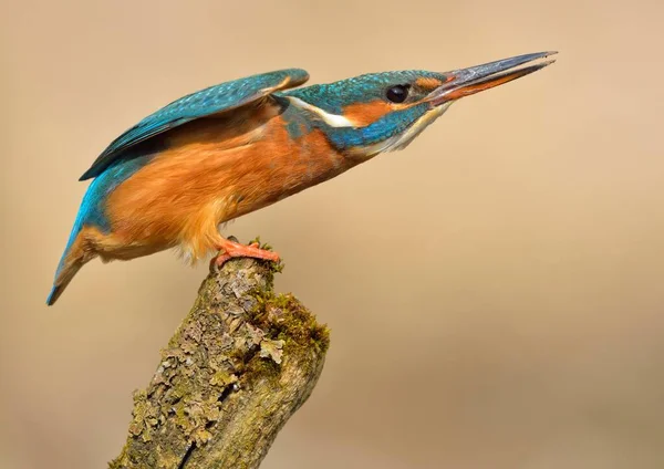 Pássaro Kingfisher Natureza Selvagem — Fotografia de Stock