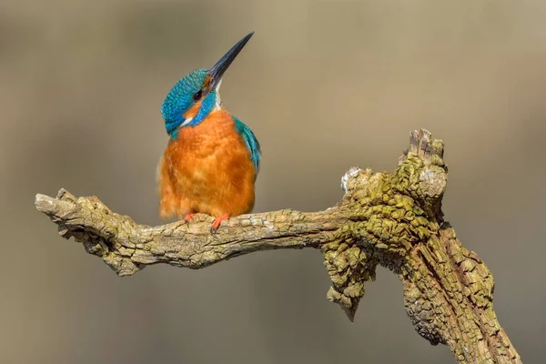 Ave Portadora Kingfisher Naturaleza Salvaje — Foto de Stock
