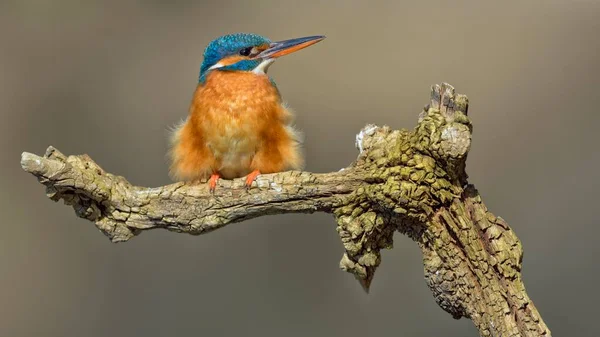 Птаха Кінгфішер Дикій Природі — стокове фото