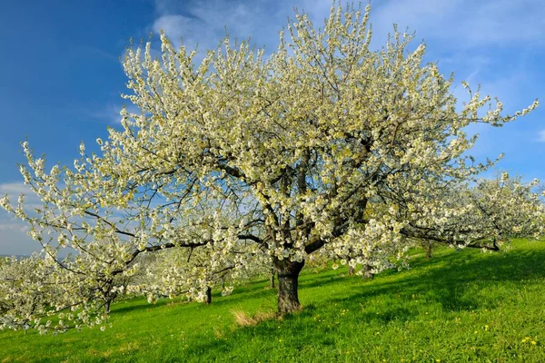 Sweet Cherry Tree Swabian Alb Biosphere Reserve Baden Wurttemberg Germany — 스톡 사진