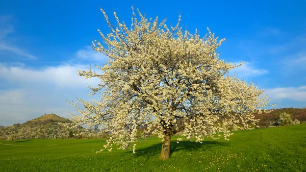Sweet Cherry Tree Swabian Alb Biosphere Reserve Baden Wurttemberg Germany — 스톡 사진