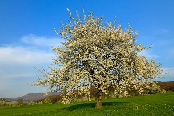 Cerisier Souabe Alb Biosphere Reserve Baden Wurttemberg Allemagne Europe — Photo