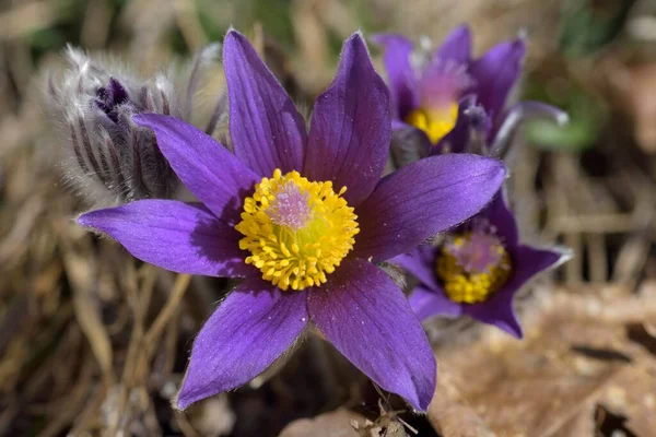 Паскська Квітка Pulsatilla Vulgaris Біосферний Заповідник Швабіан Альб Баден Древтемберг — стокове фото