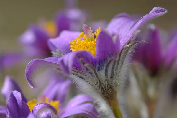 Паскська Квітка Pulsatilla Vulgaris Біосферний Заповідник Швабіан Альб Баден Древтемберг — стокове фото