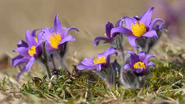 Pasque Flower Pulsatila Vulgaris Swabian Alb Biosphere Reserve Baden Wrttemberg — 스톡 사진