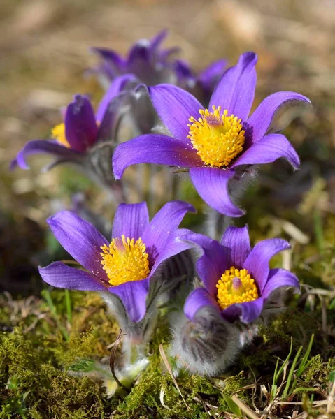 Pasque Flower Pulsatila Vulgaris Swabian Alb Biosphere Reserve Baden Wrttemberg — 스톡 사진