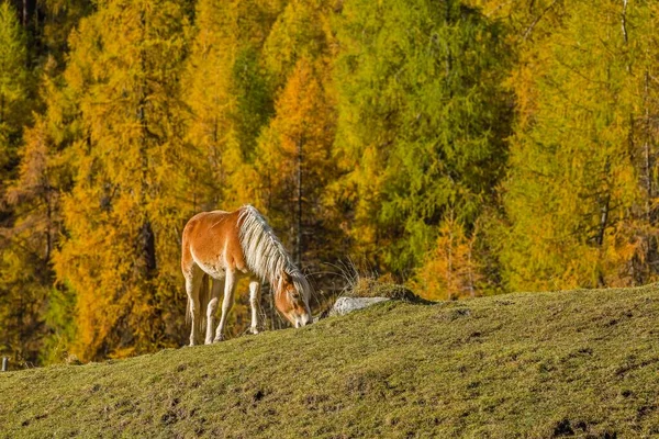 Haflinger Equus Ferus Caballus Floresta Larício Outono Sellraintal Tirol Áustria — Fotografia de Stock