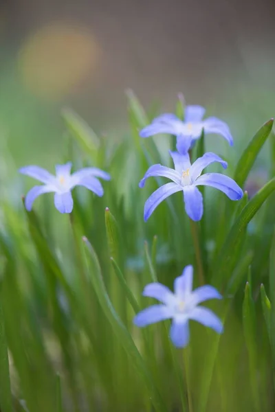 Lucile Glory Snow Chionodoxa Gigantea Emsland Bassa Sassonia Germania Europa — Foto Stock