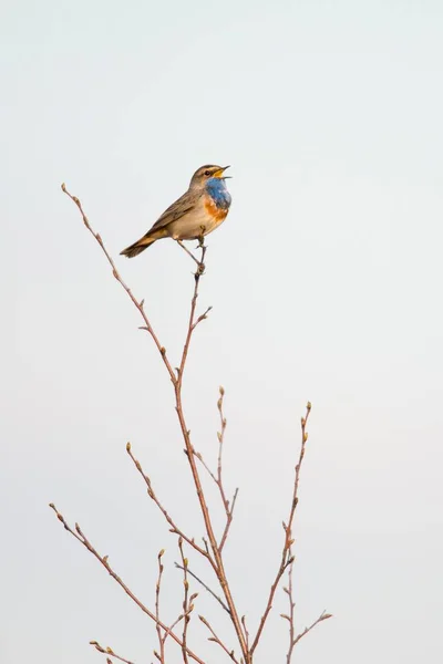 Bluethroat Luscinia Svecica Emsland Nedersaksen Duitsland Europa — Stockfoto