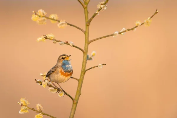 Gola Azzurra Luscinia Svecica Emsland Bassa Sassonia Germania Europa — Foto Stock