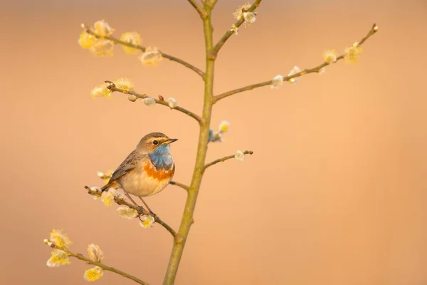 Garganta Azul Luscinia Svecica Emsland Baja Sajonia Alemania Europa —  Fotos de Stock