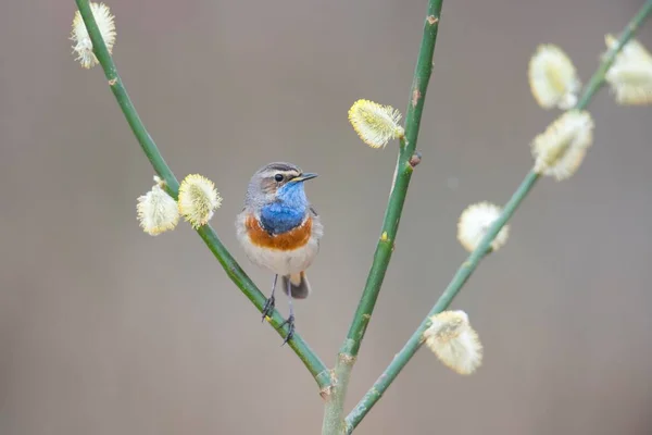 Bluethroat Luscinia Svecica Emsland Nedersaksen Duitsland Europa — Stockfoto