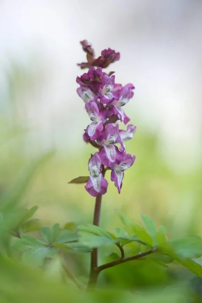 Hollow Corydalis Corydalis Cava Teutoburg Forest North Rhine Westphalia Germany — 图库照片