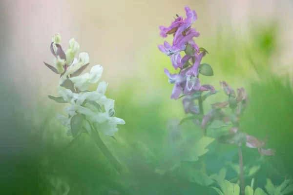 Hollow Corydalis Corydalis Cava Teutoburg Forest North Rhine Westphalia Germany — Stock Photo, Image