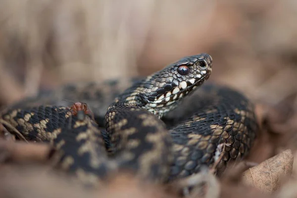 Víbora Comum Vipera Berus Emsland Baixa Saxónia Alemanha Europa — Fotografia de Stock