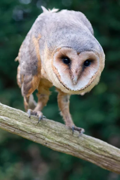 Barn Owl Tyto Alba Emsland Baja Sajonia Alemania Europa — Foto de Stock