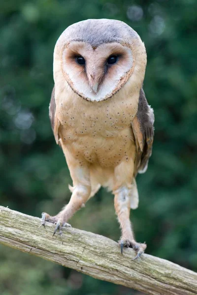 Barn Owl Tyto Alba Emp Org Lower Saxony Germany Europe — 图库照片