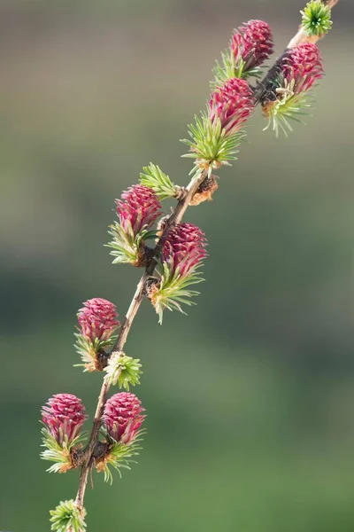 Samice Kwiatów Modrzewia Larix Decidua Emsland Dolna Saksonia Niemcy Europa — Zdjęcie stockowe