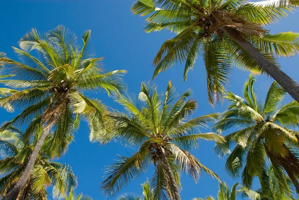 Palm Grove Big Island Hawaii — Foto Stock