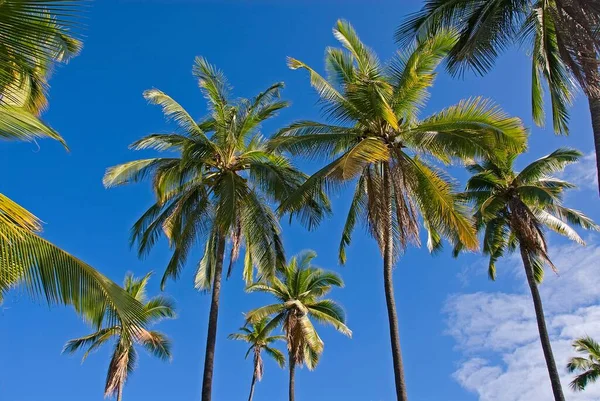 Palm Grove Uhonua Honaunau National Historical Park Big Island Havaí — Fotografia de Stock