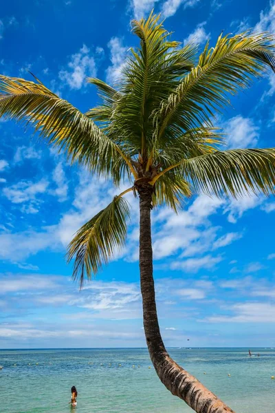 Palm Tree Beach Flic Flac Mauritius Indian Ocean Africa — Stock Photo, Image