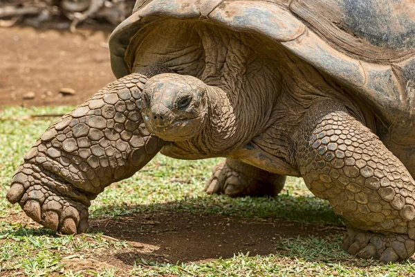 Aldabra Reuzenschildpad Aldabrachelys Gigantea Mauritius Afrika — Stockfoto