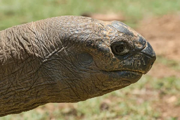 Альдабра Гигантская Черепаха Aldabrachelys Gigantea Маврикий Африка — стоковое фото