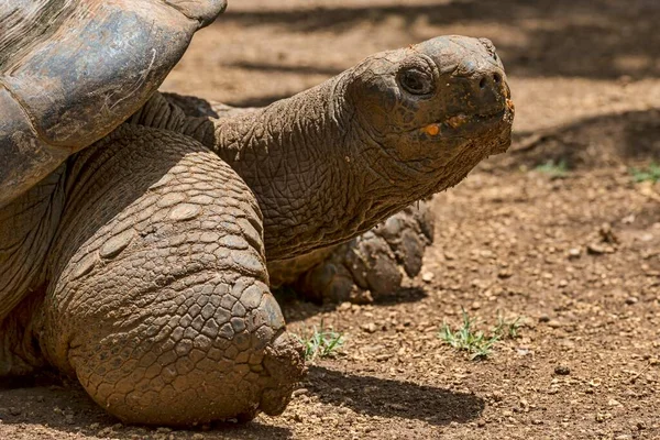 Aldabra Giant Tortoise Aldabrachelys Gigantea Maurício África — Fotografia de Stock