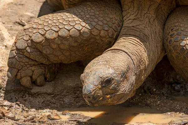 Żółw Olbrzymi Aldabrachelys Gigantea Mauritius Afryka — Zdjęcie stockowe
