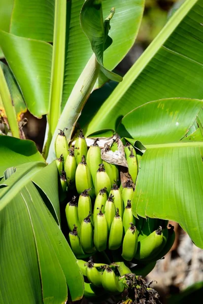 Banana plant (Musa), Azores, Portugal, Europe