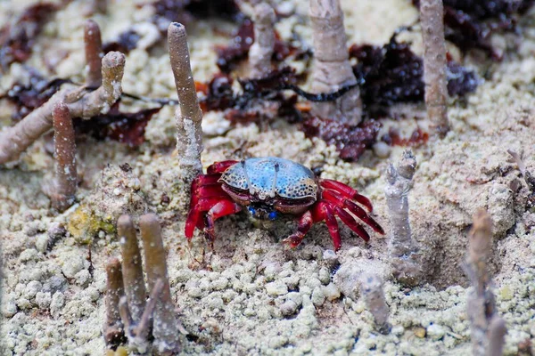 Crabe Violoneux Uca Tetragonon Sans Griffes Adultes Île Curieuse Seychelles — Photo