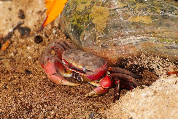 Spider Crab Neosarmatium Meinerti Curieuse Island Seychelles África — Fotografia de Stock
