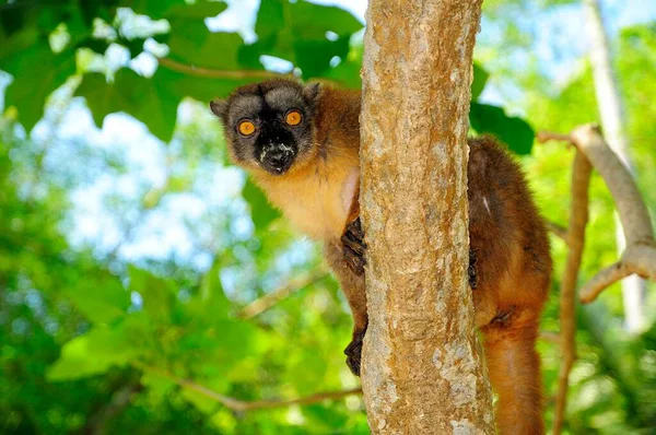 Běžný Hnědý Lemur Eulemur Fulvus Mayottensis Mayotte Afrika — Stock fotografie