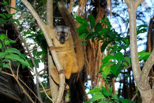 Bruine Maki Eulemur Fulvus Mayottensis Mayotte Afrika — Stockfoto