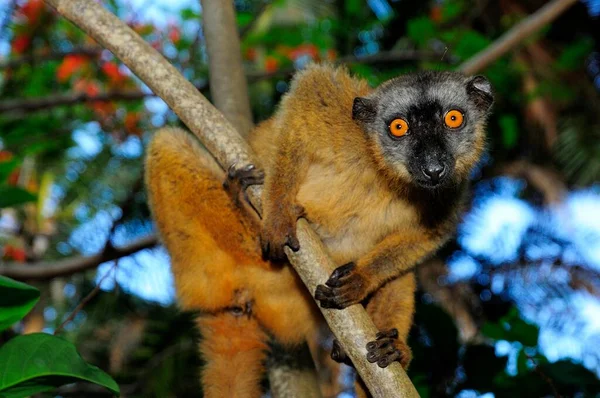 Běžný Hnědý Lemur Eulemur Fulvus Mayottensis Mayotte Afrika — Stock fotografie