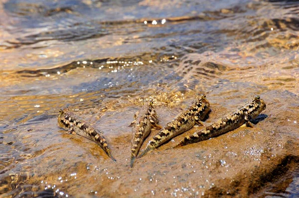 Vier Barred Mudskipper Periophthalmus Argentilineatus Auf Einem Felsen Baie Soulou — Stockfoto