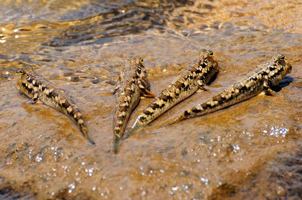 Four Barred Mudskippers Periophthalmus Argentilineatus Rock Baie Soulou Mayotte Comoros — Stock Photo, Image