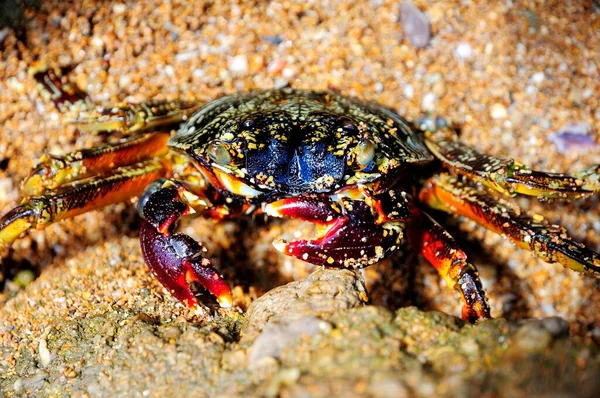 Caranguejo Aranha Neosarmatium Meinerti Sobre Uma Rocha Baie Soulou Mayotte — Fotografia de Stock