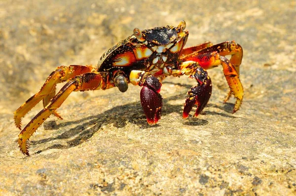 Granchio Ragno Neosarmatium Meinerti Una Roccia Baie Soulou Mayotte Comore — Foto Stock